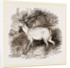 Fallow-Deer by Anonymous