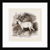 Fallow-Deer by Anonymous