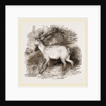 Fallow-Deer by Anonymous