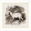 Fallow-Deer by Anonymous