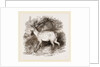 Fallow-Deer by Anonymous