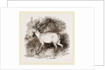 Fallow-Deer by Anonymous