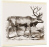 Rein Deer by Anonymous