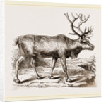 Rein Deer by Anonymous