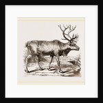 Rein Deer by Anonymous