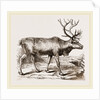 Rein Deer by Anonymous