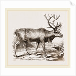 Rein Deer by Anonymous
