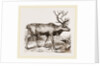 Rein Deer by Anonymous