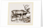 Rein Deer by Anonymous