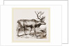 Rein Deer by Anonymous
