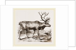 Rein Deer by Anonymous