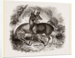 Musk-Deer by Anonymous