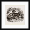 Musk-Deer by Anonymous