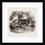 Musk-Deer by Anonymous