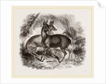 Musk-Deer by Anonymous