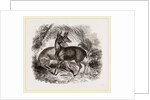 Musk-Deer by Anonymous