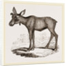 Moose-Deer by Anonymous