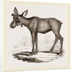 Moose-Deer by Anonymous