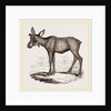 Moose-Deer by Anonymous