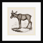 Moose-Deer by Anonymous