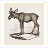 Moose-Deer by Anonymous