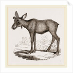 Moose-Deer by Anonymous