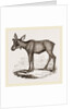 Moose-Deer by Anonymous