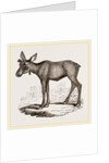Moose-Deer by Anonymous