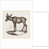 Moose-Deer by Anonymous