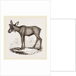 Moose-Deer by Anonymous