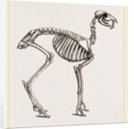 Skeleton of Musk-Deer by Anonymous
