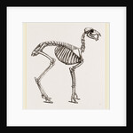 Skeleton of Musk-Deer by Anonymous