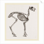 Skeleton of Musk-Deer by Anonymous