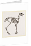 Skeleton of Musk-Deer by Anonymous