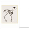 Skeleton of Musk-Deer by Anonymous