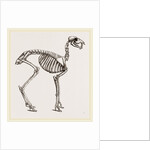 Skeleton of Musk-Deer by Anonymous