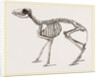 Skeleton of Meminna by Anonymous