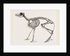 Skeleton of Meminna by Anonymous