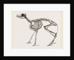 Skeleton of Meminna by Anonymous