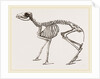 Skeleton of Meminna by Anonymous