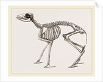 Skeleton of Meminna by Anonymous