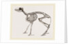 Skeleton of Meminna by Anonymous