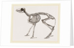 Skeleton of Meminna by Anonymous