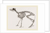 Skeleton of Meminna by Anonymous