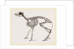 Skeleton of Meminna by Anonymous