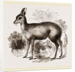 Musk-Deer by Anonymous