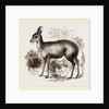 Musk-Deer by Anonymous