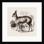Musk-Deer by Anonymous