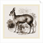 Musk-Deer by Anonymous