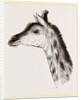 Head of Giraffe by Anonymous